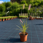 Perovec východný (Pennisetum orientale) ‘FLAMINGO’ - kont. C2L